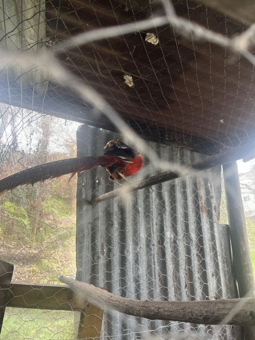 Vendo Faisão-dourado