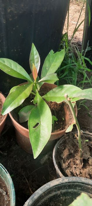 Muda de ora pro nobis