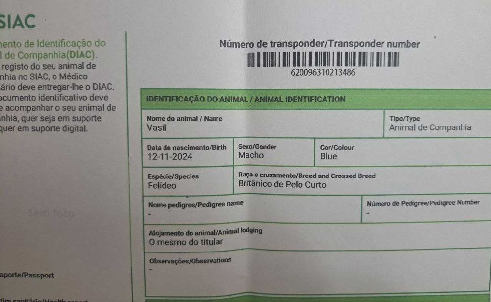Gatinho disponível.