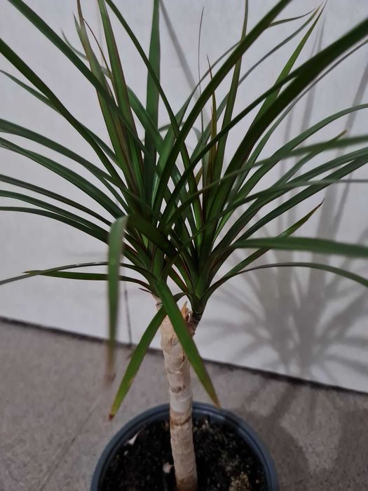 Драцена, молода рослина