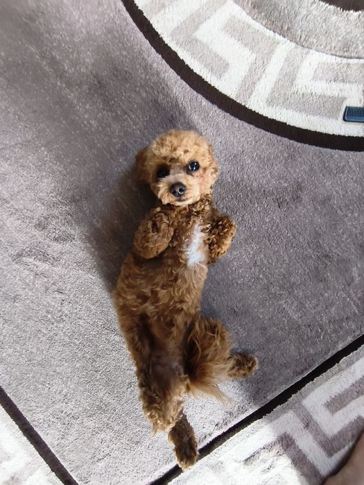 Дівчинка той пуделя 7,5 міс.