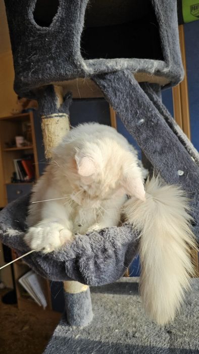 Котёнок,  котик породы мейн-кун