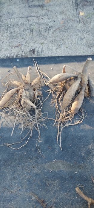 Dalia kaktusowa,  biała