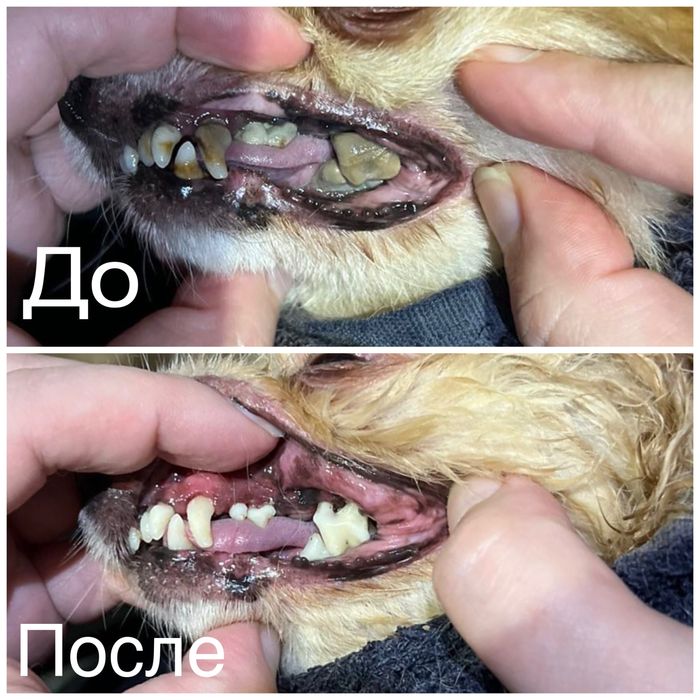 Чистка зубов Х.Гора
