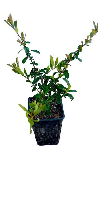 Pyracantha Coccinea arbusto para sebes