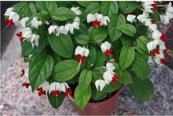 Клеродендрум Филиппинский, Томсона, Алоэ столетник и Вера