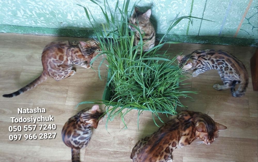 Бенгальський котик з документами клубу