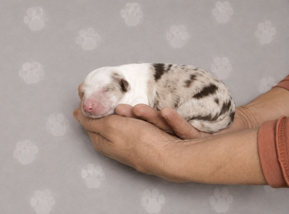 Щенок Бордер Колли КСУ