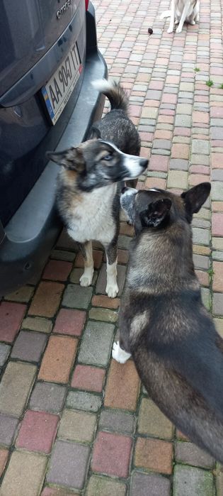 Собака , безкоштовна,  прилаштування