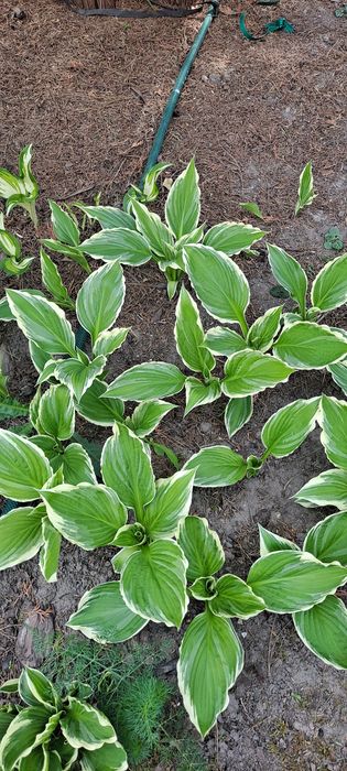 Funkia, funkie, hosta rosliny ogrodowe kilka odmian