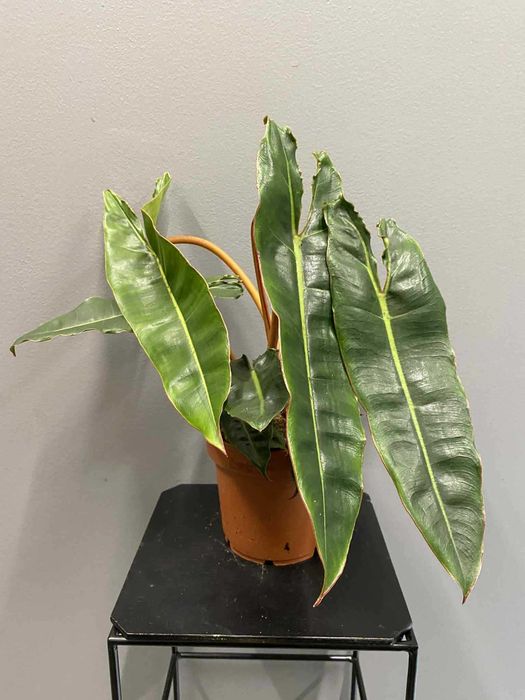 Filodendron Billietiae Philodendron