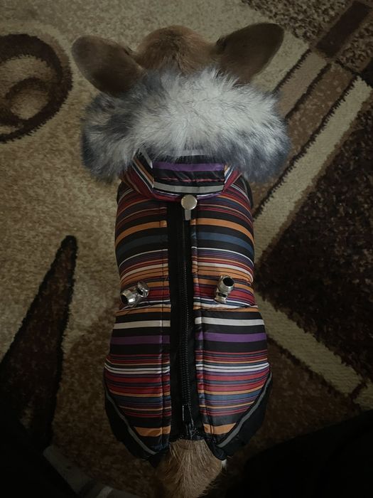 Одежда для маленькой собачки