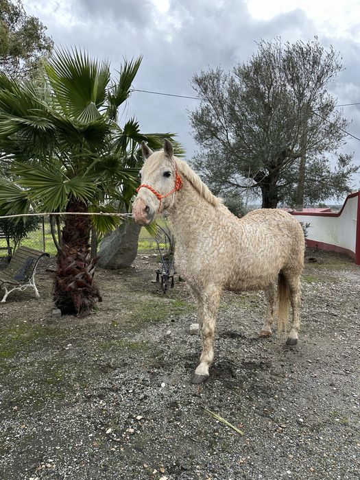 Cavalo Capado Manso