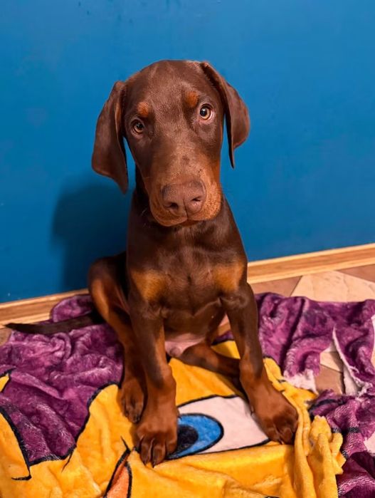 Doberman z hodowli Black Fusion FCI.