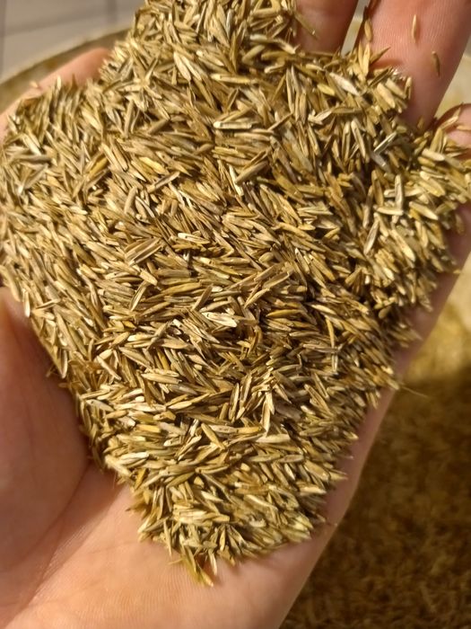 TRAWA NASIONA TRAWNIK życica trwała Naki 5 kg