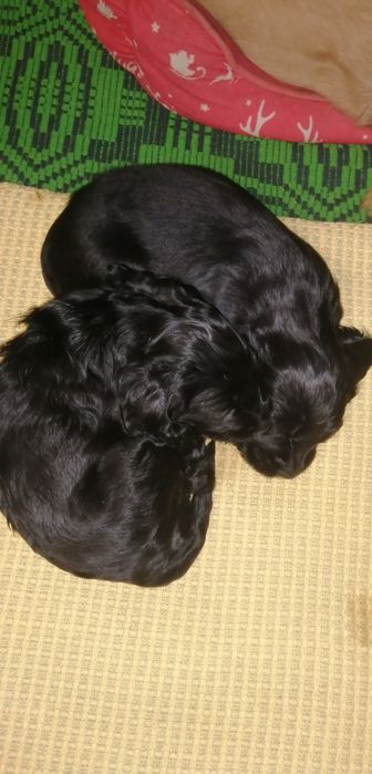 Szczeniak Cocker Spaniel