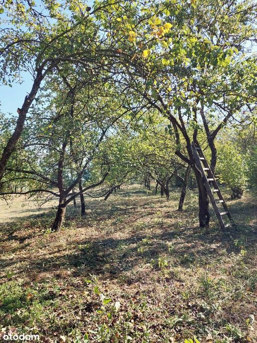 Rezerwacja Działka rolna 4317 m2, ogrodzona z sadem, Gniewięcin asfalt
