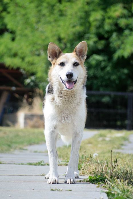 Jacky poleca się do adopcji