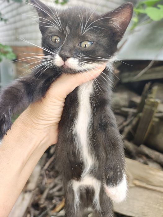 Отдам котят в добрые руки Днепр