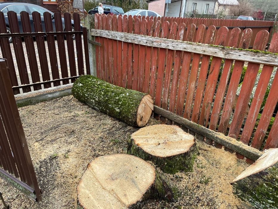 Lipa w kłodach Drewno lipowe Lipa na rzeźby