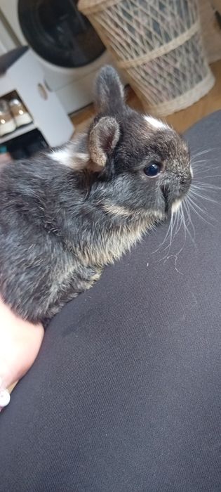 Króliczki miniaturki