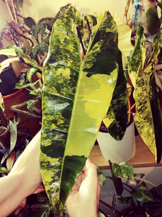 Philodendron BILLIETIAE Variegata RZADKOŚĆ Monstera Filodendron Epipremnum