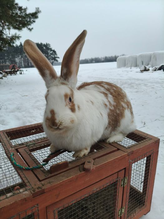 Sprzedam królika samice