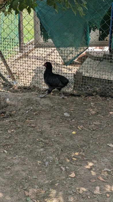 Parka kur ozdobnych Araucana