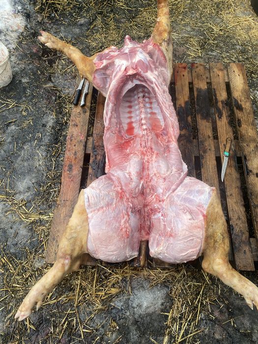 Тушки свині півтушки