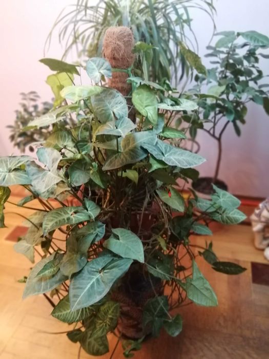 Сингониум -красивое вьющееся комнатное растение