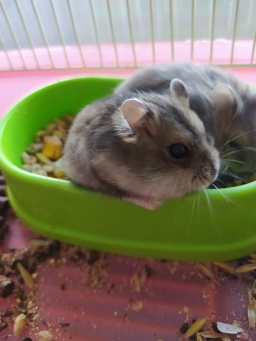 Джунгарский хомяк