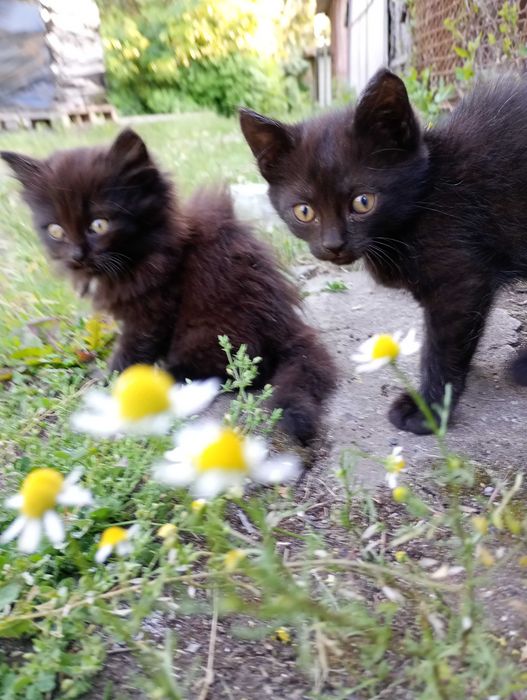 Кому котиків безкоштовно