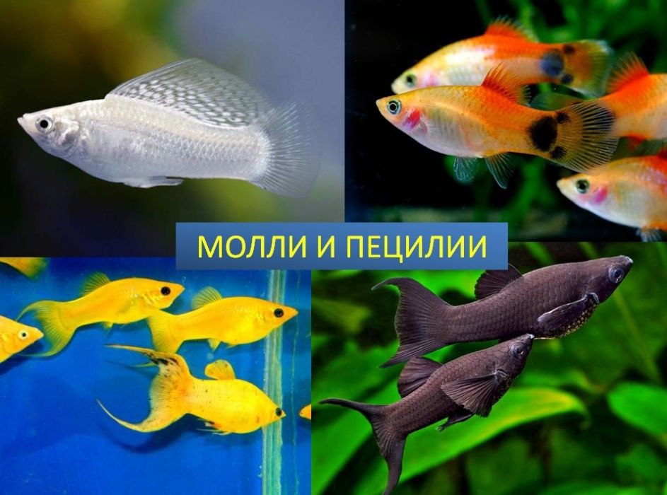 Живородки (меченосці пецилії, моллі, гуппі)