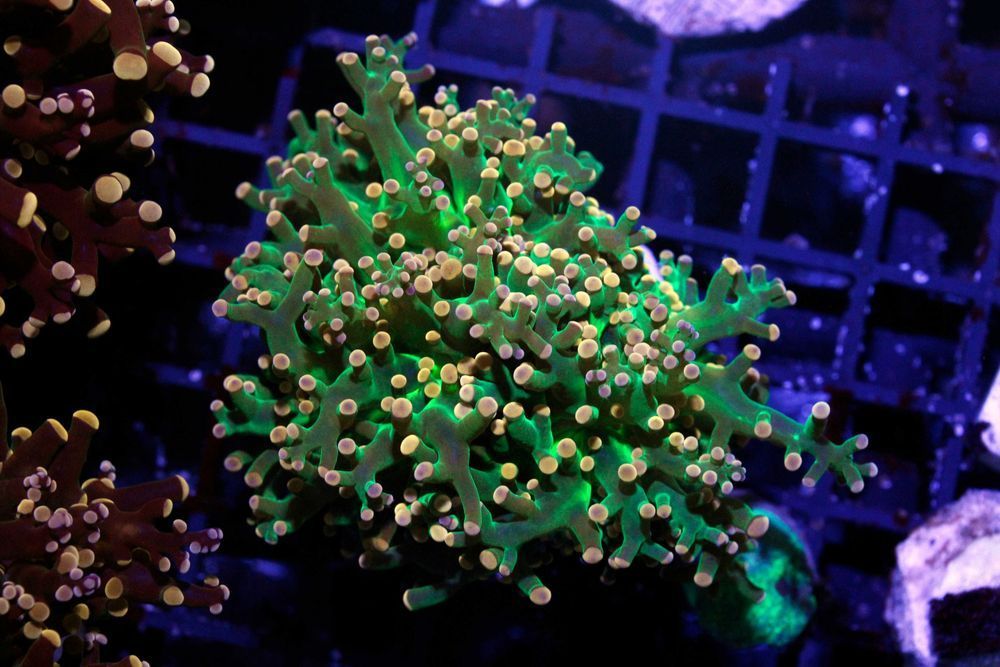 Euphyllia Paradivisa Green Yelow Tip Duże Głowy FLUOLAMPS.PL WYSYLKI