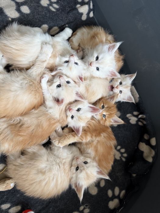 Кошкнята мейн кун