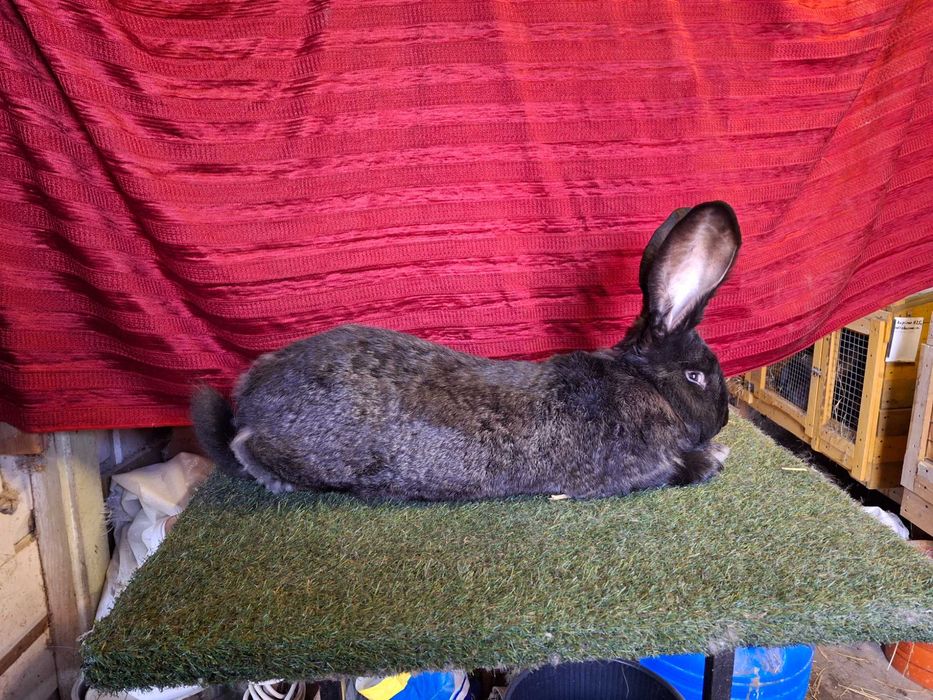 Olbrzym Belgijski Żelazisty