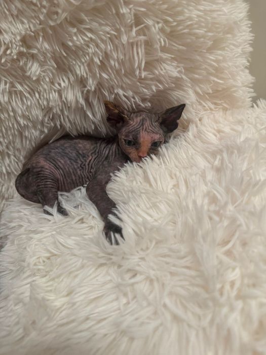 Sphynx fêmea disponivel para entrega