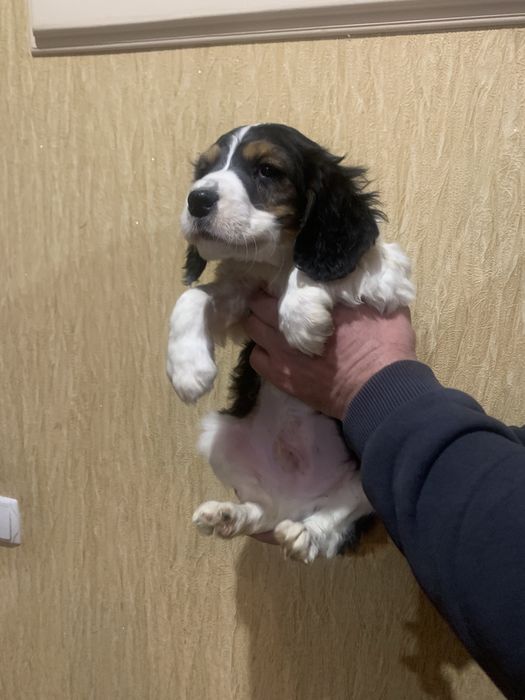 Цуценята Спаніельчиків