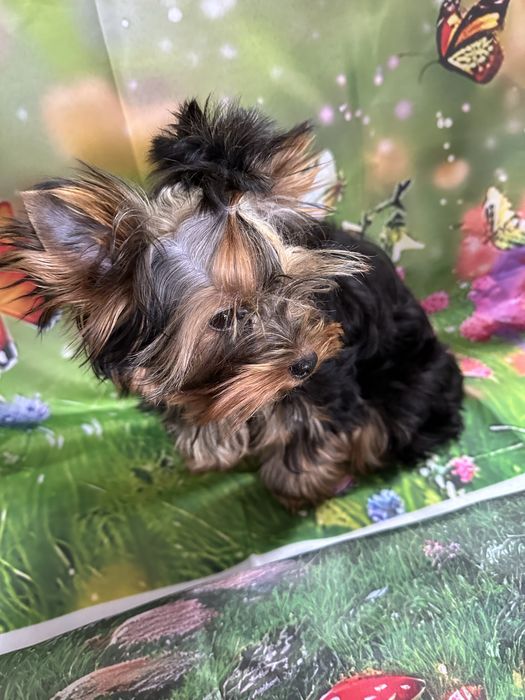 Yorkshire Terrier