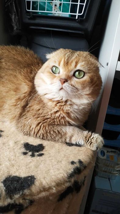 Szkocka kotka dziewczyna