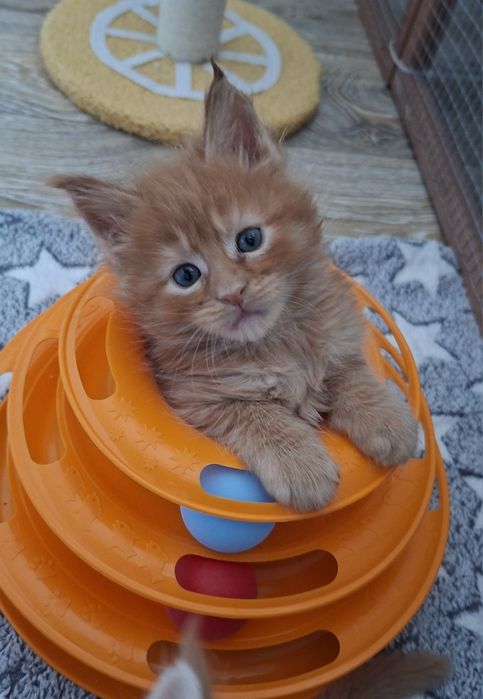 Rudy kocurek Maine Coon