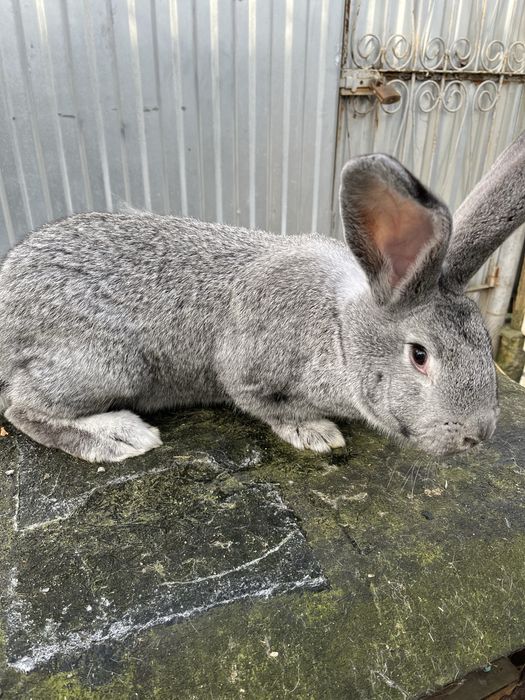 Кролики породи європейська шиншила