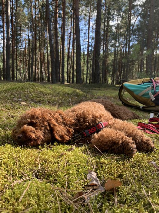 Той пудель цуценята КСУ FCI