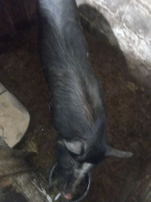 Хряк вьетнамсткий робочий