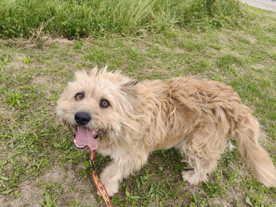 Bandi - pies szuka domu