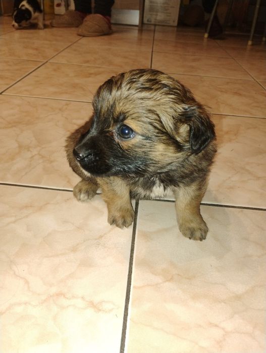 Oddam pieski w dobre ręce