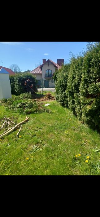 Usługi ogrodnicze, ciecie zywopłotow, renowacja trawnika, zakladanie rabat