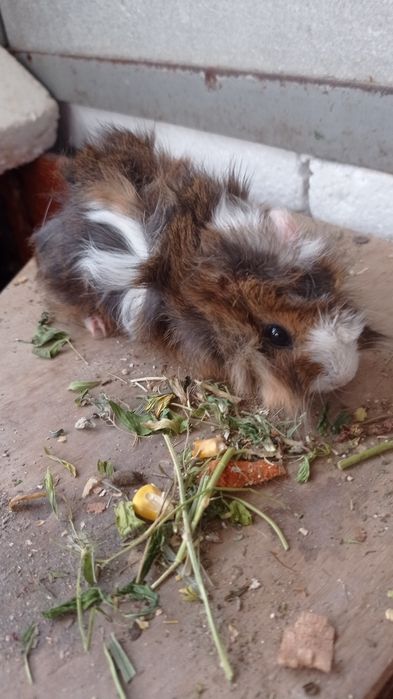 Свинки  морські і морські свини