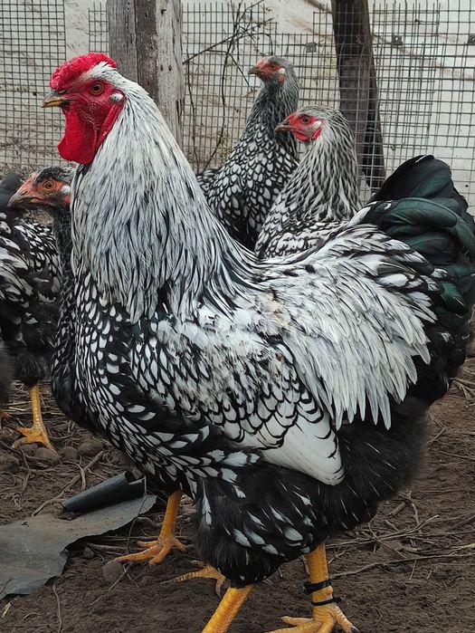 Віандот серебристий(яйця)