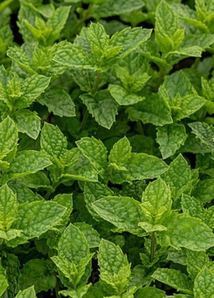 Mięta Marokańska mięty , mohito sadzonka do ogrodu